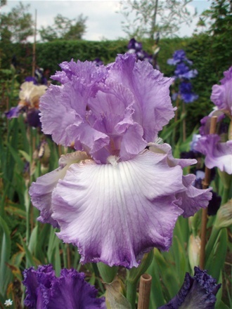 Iris Water Colour